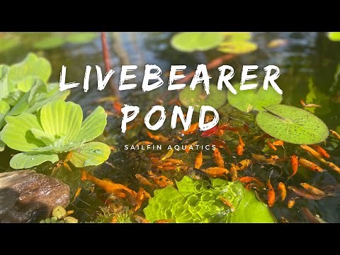 1K Gallon Livebearer Pond | Colorful Molly Fish • Sailfin Mollies • Swordtails • Platy | (1080p HD)