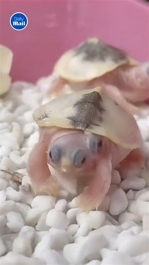 Spectacular, give me 14 of them right now. | Daily Mail Video