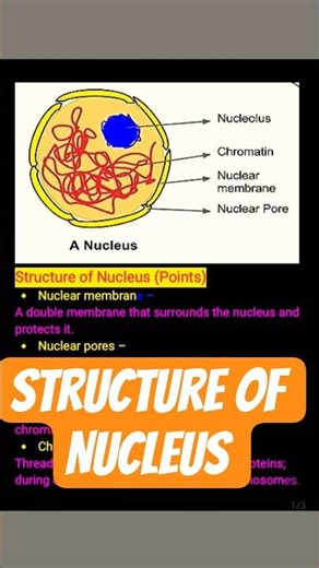 Structure of Nucleus💯 #10th💯 #scientific💯 #biology #neet #common #concept #structure #topper #online
