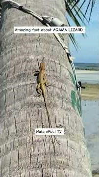 Agama Lizard: The Color-Changing King of Africa! 🦎🔥