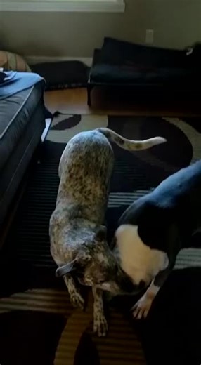 thebeardedshedguy (@thebeardedshedguy)’s videos with Leave The Door Open - Bruno Mars & Anderson .Paak & Silk Sonic