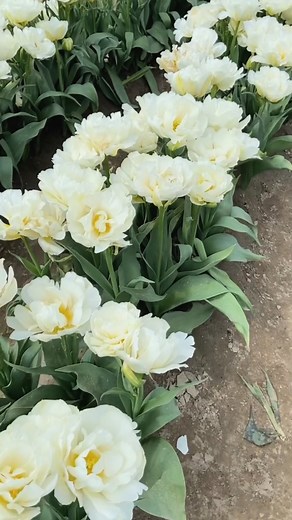 It’s spring, and we’re feeling good—even if that means a little more rain! Sunny days are on the horizon. 💛✨ Check out the link for spring activities this season in Vancouver! https://www.visitvancouverwa.com/blog/blog-home/ | Visit Vancouver WA