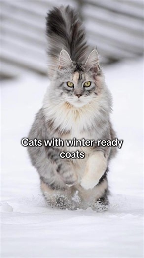 Breeds of Cats Adapted to Cold Climates