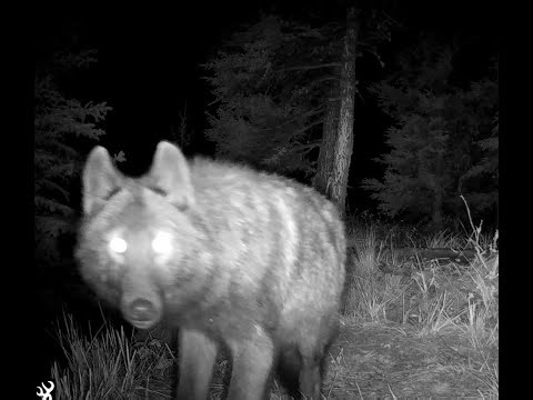 A Wolf Pack Howls on the Banks of the Yukon River