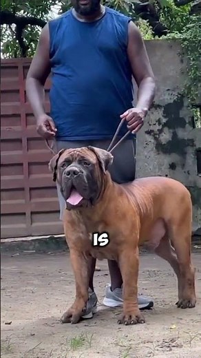 Kangal vs Boerboel – Who Wins? #dog
