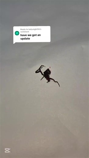 Zombie Fungus: Spider Update on Cordyceps Infections