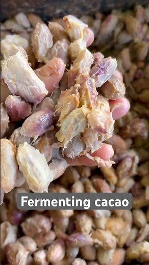 Fermenting cacao beans- the most important process in developing chocolate flavor & aroma🤙🏽🍫