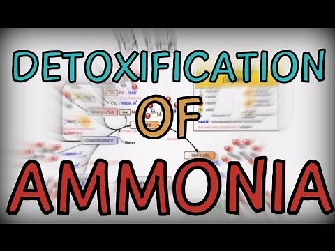 Detoxification of Ammonia in the human body