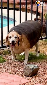 Watch a 90-pound beagle become a third of his size in 30 seconds 👏👏👏 | The Dodo