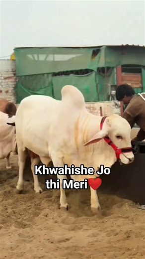 khwahishe Jo thi meri New short #viralshort #shortfeed #cow #hyderabad #mandi #alphabet #beutifull