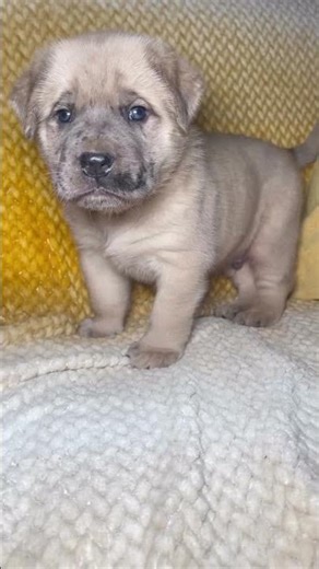 “𝑮𝒓𝒊𝒛𝒛𝒍𝒚“🐻 🥇 🌎 🥇 #championbreedmastiffs #championbreeddaniffs #cbkline #cbkway #cbkfamily