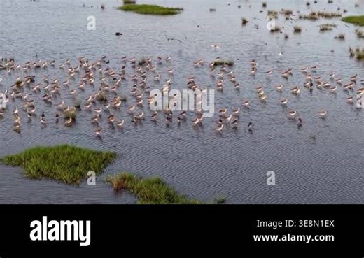 Aerial view of a large group of sandpipers foraging in shallow marsh water Stock Video Footage - Alamy