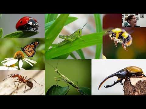 Invertebrate Investigation: Insect Biodiversity