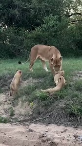 Animal Planet TV on Reels