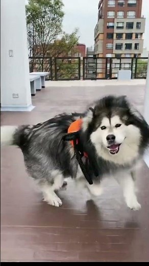 The CUTEST dog in the world? 😍 Meet the Alaskan Malamute 🐺