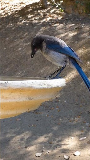 California Scrub-Jay🐦Fledgling First Sip #californiascrubjay