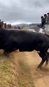 Adrenaline hits different when a bull charges your car. #offroad #animal #viral #farmlife #bull #fblifestyle #attack #cows #fighting #reelsvideoシ | The Cow