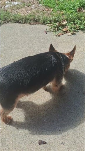 Tilly Time on Weenie Wednesday