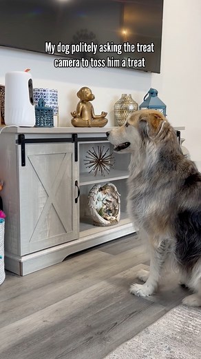 133K views · 4.8K reactions | Hey, is this thing on? #goberian #dog #smartdog | The Half Husky Bros | Facebook