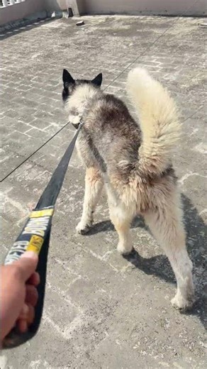 Husky dog bathing Home service