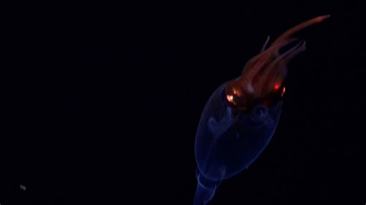 Colossal squid captured on video for the first time