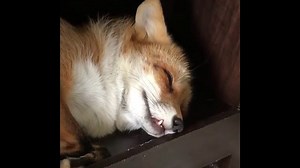 Snoring fox