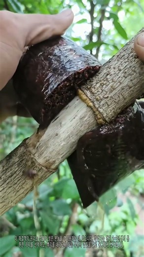 원예 라이프핵: 고압번식으로 묘목 빠르게 얻기 🌿✂️