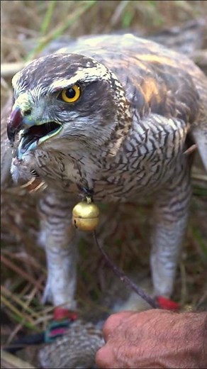 Super Hunting of Francolin | Goshawk Attack | Eagle hunting | Falconry in Asia #birds