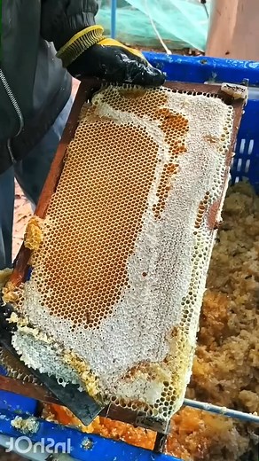 46K views · 442 reactions | Harvesting Nature’s Sweetest Gift #honey #ytshorts #honeycomb #beehive #satisfying #nature #shorts #honeybee #flower #honey #bees #shorts | Mr. Bee | Facebook