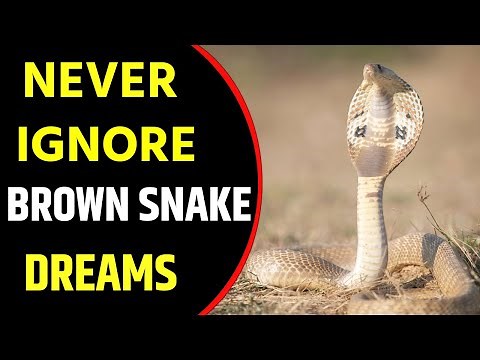 What does Brown Snake dream meaning || Dreaming of Brown Snake || Brown Snake dreams Interpretation
