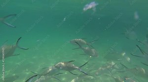 Feeding of Tropical Ocean Fish in the Wild