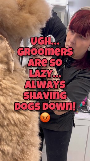 (Every dog with a hair that grows, AND double coated breeds can get matted… NOT JUST DOODLES!) The only times I will shave dogs down is if there is severe matting past the point of saving their coat and/or too risky to demat. I firmly believe in Humanity over Vanity. And I will shave dogs if it's requested by the owners for a short easy maintenance groom. To me, every dog is cute regardless of their haircut. Shaving dogs down is anything BUT lazy. It's a lot of intricate work, and it takes time.