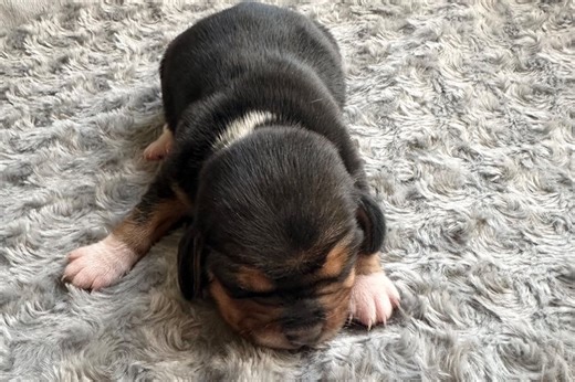 Maria - Beagle Puppy 21123D