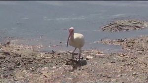 Dangerous 'forever chemicals' hiding in water, soil could be harming Brevard County resident's health