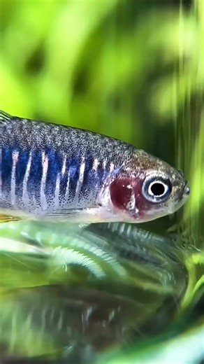 🐟 Emerald Rasbora – a small and shimmering freshwater gem with a beautiful greenish-blue sheen! 🌿 Peaceful and active, this schooling fish thrives in planted tanks and adds a calm, elegant touch to any aquascape. 💚✨ #EmeraldRasbora #Rasbora #NanoFish #TropicalFish #FreshwaterAquarium #PlantedTank #Aquascape #AquariumLife | Vivarium Manila