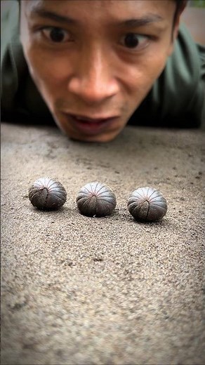 Cover Mouth and Don’t Speak, They are cute Pill millipedes and cute baby Millipedes