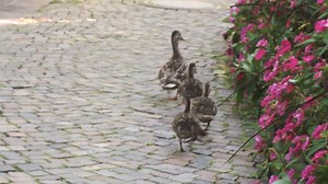 Chi lo dice che solo in primavera è bello andar per parchi?! I Giardini di Trauttmansdorff nei pressi di Merano sono incantevoli anche in autunno quando frutti mediterranei come melegrane, fichi, olive e uva ricreano nei Giardini del sole l'inconfondibile atmosfera del sud... Ideali per una gita domenicale! Qui tutte le info >> http://www.iltrentinodeibambini.it/lincanto-dei-giardini-trauttsamndorf/ Con Trauttmansdorff - Die Gärten / I Giardini / The Gardens | Il Trentino Alto Adige dei bambini