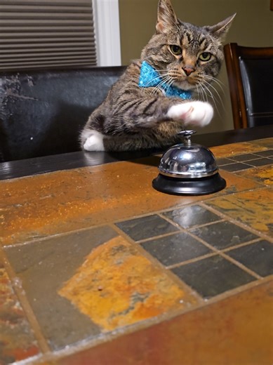 What color bow tie Do you guys like the best?