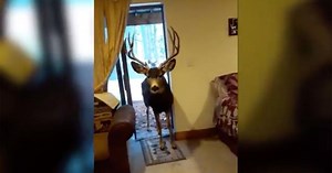A woman lured a group of deer into her living room to feed them snacks. Wildlife officials said she risked the animals’ lives