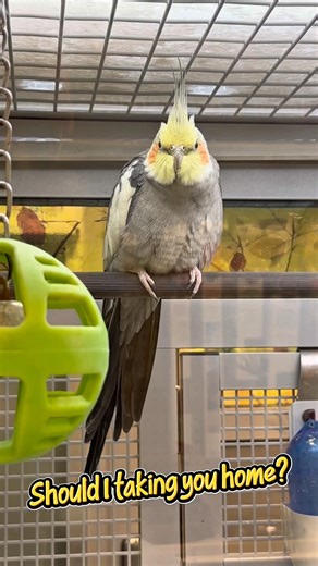 PetSmart Cockatiel: Good or Bad Idea? 🦜💭