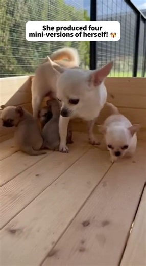 Cute Overload! 🤱🐾 1 Mom & 4 Pups. 奇跡の可愛さ！5匹のチワワ家族が揃うと、もう誰も勝てない。#shorts #chihuahuafamily #puppylife