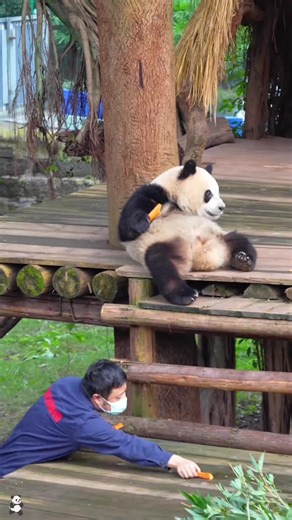 startled panda🐼 they get startled easily#panda #pandasoftiktok #cuteanimals #zoo #funnyanimals