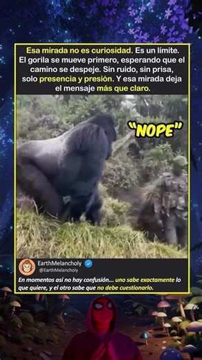 Ese aspecto del gorila lo dice todo