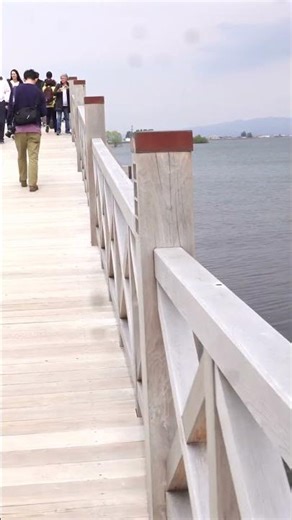 Aomori Cherry Blossoms | Fujimi Lake Park