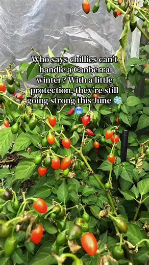 Chillies thriving in Canberra winter with simple protection