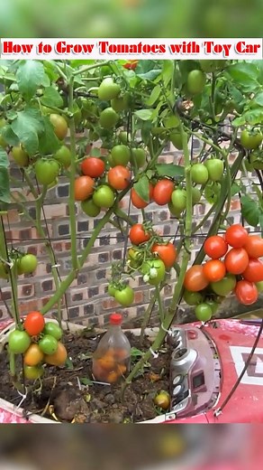 10K views · 176 reactions | Cultivating tomato plants to yield tomato fruits is known as tomato farming. One of the most well-liked and adaptable vegetables on the planet, tomatoes can be produced in a variety of settings, including greenhouses, open fields, pots, and gardens. Given their diverse applications and strong market demand, tomatoes can be farmed for profit if done correctly. #tomato #tomatofarming | Small Vegetable Garden | Facebook