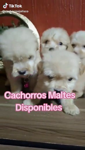 Venta de Bichon Maltes - Cachorros disponibles en CDMX 2024