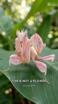 This Is Not A Flower | Orchid Mantis