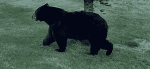 PHOTOS: Bear in West Vail leaves unwelcome scat after eating local’s crab apple tree