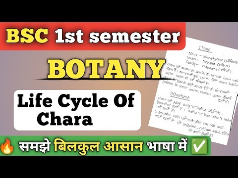 Life cycle of Chara hindi || Bsc 1st semester Botany Chara hindi notes || #bscnotes #bsc1styear